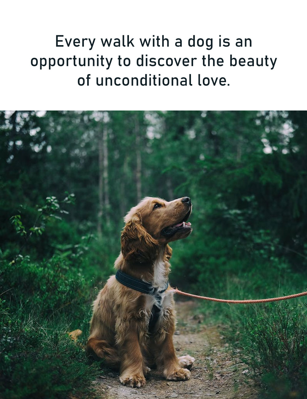 Every-walk-with-a-dog-is-an-opportunity-to-discover-the-beauty-of-unconditional-love.