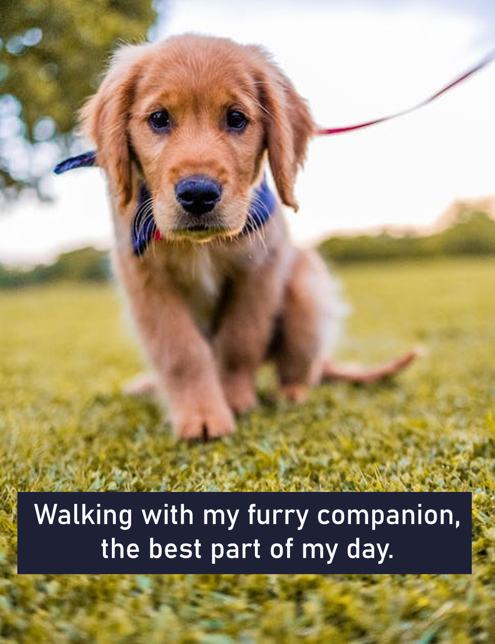 Walking-with-my-furry-companion,-the-best-part-of-my-day.